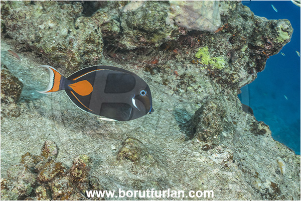 Rangiroa atoll, Tuamotu Archipelago, French Polynesia, Pacific ocean, Acanthurus achilles, Acanthurus, Acanthuridae, Achilles tang, Surgeonfish, Fish