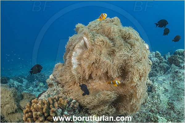 Rangiroa atoll, Tuamotu Archipelago, French Polynesia, Pacific ocean, Heteractis magnifica, Heteractis, Stichodactylidae, Magnificent Sea Anemone, Anemone, Anthozoa, Cnidaria, Cnidarian, Reef