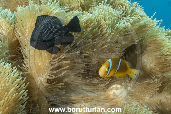 Rangiroa atoll, Tuamotu Archipelago, French Polynesia, Pacific ocean, Amphiprion maohiensis, Amphiprion, Pomacentridae, Polynesian anemonefish, Anemonefish, Clownfish, Dascyllus trimaculatus, Dascyllus, Threespot dascyllus, Domino damsel, Damselfish, Fish, Heteractis magnifica, Magnificent Sea Anemone, Anemone, Anthozoa, Cnidaria, Cnidarian