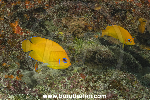 Rangiroa atoll, Tuamotu Archipelago, French Polynesia, Pacific ocean, Centropyge flavissima, Centropyge, Pomacanthidae, Lemonpeel angelfish, Angelfish, Fish
