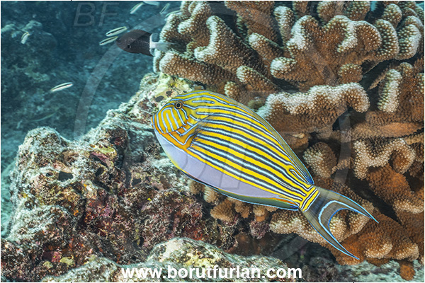 Rangiroa atoll, Tuamotu Archipelago, French Polynesia, Pacific ocean, Acanthurus lineatus, Acanthurus, Acanthuridae, Striped Surgeonfish, Surgeonfish, Fish