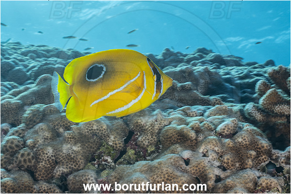 Rangiroa atoll, Tuamotu Archipelago, French Polynesia, Pacific ocean, Chaetodon bennetti, Chaetodon, Chaetodontidae, Bluelashed Butterflyfish, Butterflyfish, Fish
