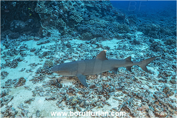 Fakarava atoll, Tuamotu Archipelago, French Polynesia, Pacific ocean, Triaenodon obesus, Triaenodon, Carcharhinidae, Elasmobranchii, Whitetip reef shark, Shark, Fish, Reef
