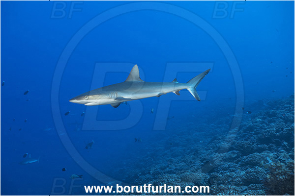 French Polynesia, Tuamotu Archipelago, Fakarava atoll, Pacific ocean, Carcharhinus amblyrhynchos, Carcharhinus, Carcharhinidae, Elasmobranchii, Grey Reef Shark, Shark, Fish, Reef