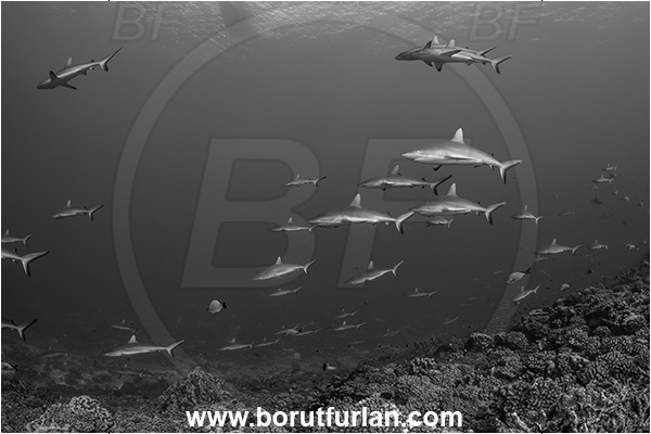 French Polynesia, Tuamotu Archipelago, Fakarava atoll, Pacific ocean, Carcharhinus amblyrhynchos, Carcharhinus, Carcharhinidae, Elasmobranchii, Grey Reef Shark, Shark, Fish, Reef, Fish school, Shark school, Black&white