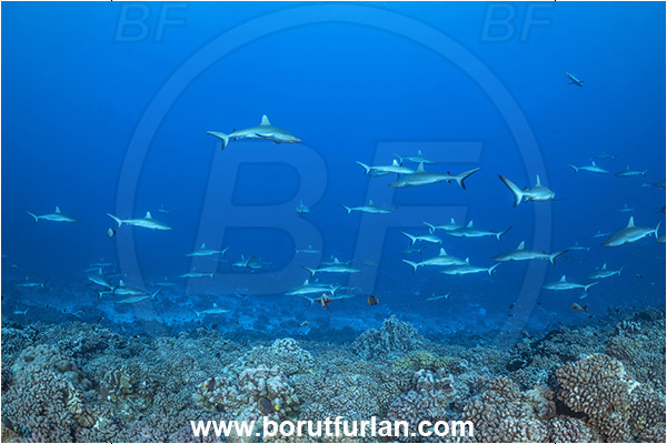 French Polynesia, Tuamotu Archipelago, Fakarava atoll, Pacific ocean, Carcharhinus amblyrhynchos, Carcharhinus, Carcharhinidae, Elasmobranchii, Grey Reef Shark, Shark, Fish, Reef, Fish school, Shark school