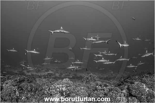 French Polynesia, Tuamotu Archipelago, Fakarava atoll, Pacific ocean, Carcharhinus amblyrhynchos, Carcharhinus, Carcharhinidae, Elasmobranchii, Grey Reef Shark, Shark, Fish, Reef, Fish school, Shark school, Black&white
