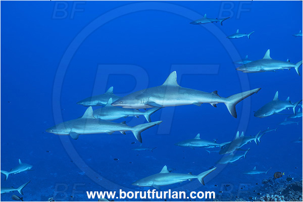 French Polynesia, Tuamotu Archipelago, Fakarava atoll, Pacific ocean, Carcharhinus amblyrhynchos, Carcharhinus, Carcharhinidae, Elasmobranchii, Grey Reef Shark, Shark, Fish, Reef, Fish school, Shark school