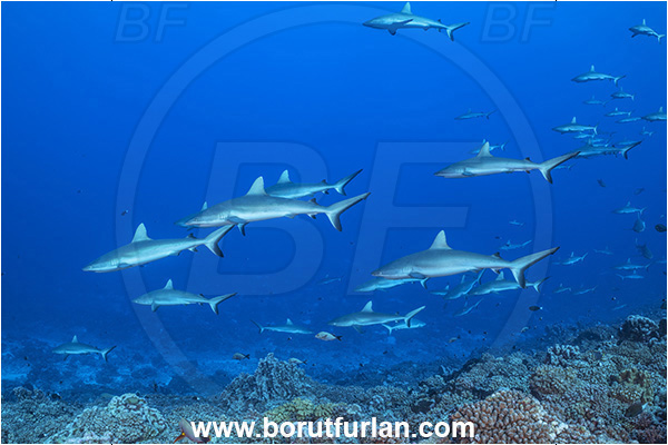 French Polynesia, Tuamotu Archipelago, Fakarava atoll, Pacific ocean, Carcharhinus amblyrhynchos, Carcharhinus, Carcharhinidae, Elasmobranchii, Grey Reef Shark, Shark, Fish, Reef, Fish school, Shark school
