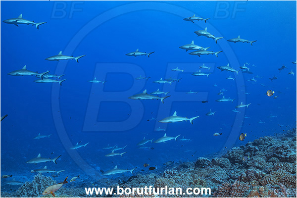 French Polynesia, Tuamotu Archipelago, Fakarava atoll, Pacific ocean, Carcharhinus amblyrhynchos, Carcharhinus, Carcharhinidae, Elasmobranchii, Grey Reef Shark, Shark, Fish, Reef, Fish school, Shark school