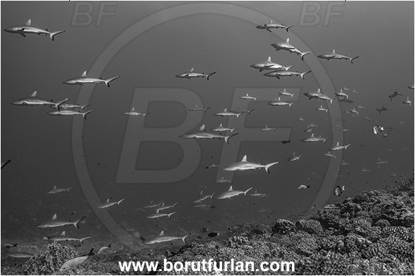 French Polynesia, Tuamotu Archipelago, Fakarava atoll, Pacific ocean, Carcharhinus amblyrhynchos, Carcharhinus, Carcharhinidae, Elasmobranchii, Grey Reef Shark, Shark, Fish, Reef, Fish school, Shark school, Black&white