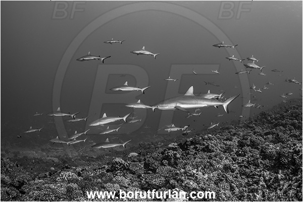 French Polynesia, Tuamotu Archipelago, Fakarava atoll, Pacific ocean, Carcharhinus amblyrhynchos, Carcharhinus, Carcharhinidae, Elasmobranchii, Grey Reef Shark, Shark, Fish, Reef, Fish school, Shark school, Black&white