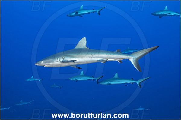 French Polynesia, Tuamotu Archipelago, Fakarava atoll, Pacific ocean, Carcharhinus amblyrhynchos, Carcharhinus, Carcharhinidae, Elasmobranchii, Grey Reef Shark, Shark, Fish, Reef, Fish school, Shark school