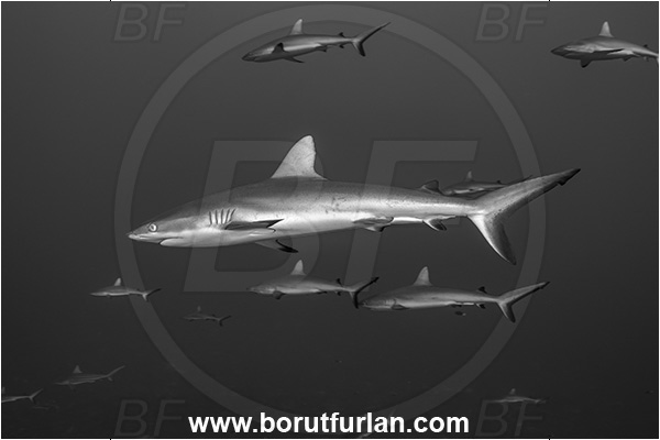 French Polynesia, Tuamotu Archipelago, Fakarava atoll, Pacific ocean, Carcharhinus amblyrhynchos, Carcharhinus, Carcharhinidae, Elasmobranchii, Grey Reef Shark, Shark, Fish, Fish school, Shark school, Black&white