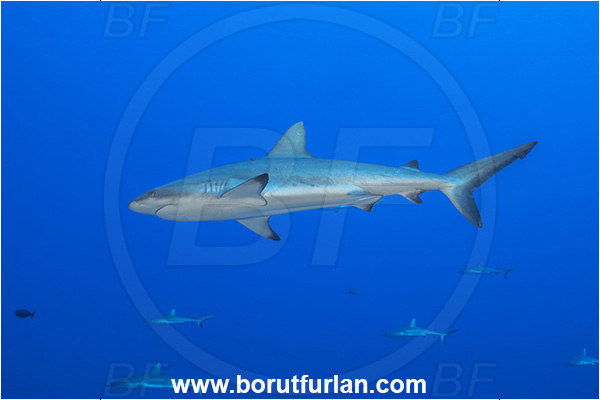 French Polynesia, Tuamotu Archipelago, Fakarava atoll, Pacific ocean, Carcharhinus amblyrhynchos, Carcharhinus, Carcharhinidae, Elasmobranchii, Grey Reef Shark, Shark, Fish