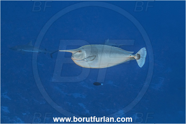 Fakarava atoll, Tuamotu Archipelago, French Polynesia, Pacific ocean, Naso brevirostris, Naso, Acanthuridae, Spotted unicornfish, Unicornfish, Surgeonfish, Fish