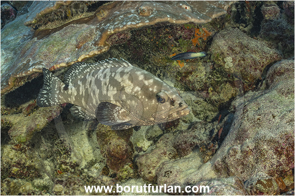 French Polynesia, Tuamotu Archipelago, Fakarava atoll, Pacific ocean, Epinephelus polyphekadion, Epinephelus, Serranidae, Marbled grouper, Camouflage grouper, Grouper, Fish, Reef