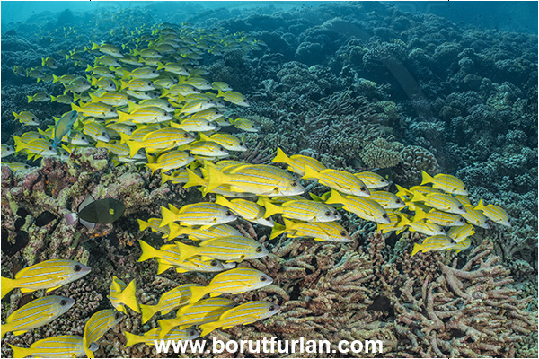 French Polynesia, Tuamotu Archipelago, Fakarava atoll, Pacific ocean, Lutjanus kasmira, Lutjanus, Lutjanidae, Blue-striped snapper, Snapper, Fish, Fish school, Reef