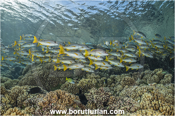French Polynesia, Tuamotu Archipelago, Fakarava atoll, Pacific ocean, Lutjanus monostigma, Lutjanus, Lutjanidae, One-spot snapper, Snapper, Fish, Fish school, Reef
