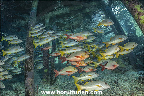 French Polynesia, Tuamotu Archipelago, Fakarava atoll, Pacific ocean, Lutjanus gibbus, Lutjanus, Lutjanidae, Humpback Red Snapper, Snapper, Fish, Fish school, Reef, Lutjanus monostigma, One-spot snapper
