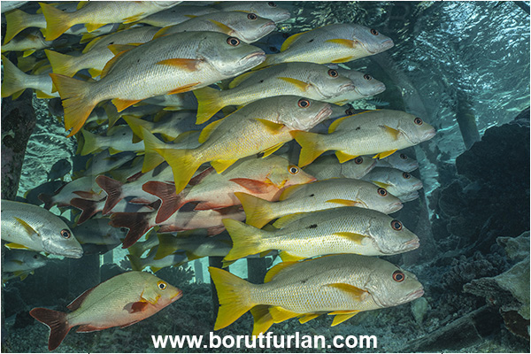 French Polynesia, Tuamotu Archipelago, Fakarava atoll, Pacific ocean, Lutjanus monostigma, Lutjanus, Lutjanidae, One-spot snapper, Snapper, Fish, Fish school, Reef