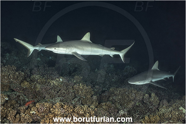 French Polynesia, Tuamotu Archipelago, Fakarava atoll, Pacific ocean, Carcharhinus amblyrhynchos, Carcharhinus, Carcharhinidae, Elasmobranchii, Grey Reef Shark, Shark, Fish, Reef, Night