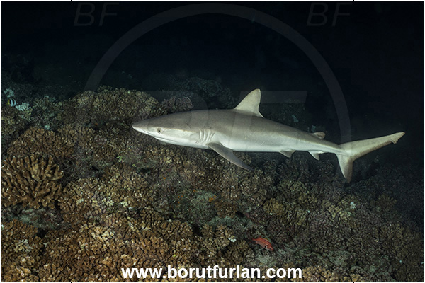 French Polynesia, Tuamotu Archipelago, Fakarava atoll, Pacific ocean, Carcharhinus amblyrhynchos, Carcharhinus, Carcharhinidae, Elasmobranchii, Grey Reef Shark, Shark, Fish, Reef, Night