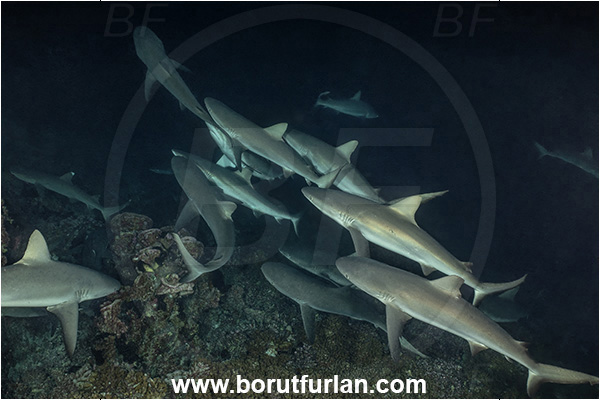 French Polynesia, Tuamotu Archipelago, Fakarava atoll, Pacific ocean, Carcharhinus amblyrhynchos, Carcharhinus, Carcharhinidae, Elasmobranchii, Grey Reef Shark, Shark, Fish, Reef, Night