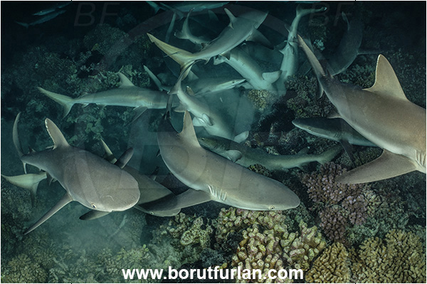 French Polynesia, Tuamotu Archipelago, Fakarava atoll, Pacific ocean, Carcharhinus amblyrhynchos, Carcharhinus, Carcharhinidae, Elasmobranchii, Grey Reef Shark, Shark, Fish, Reef, Night