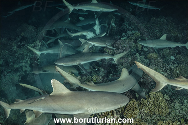 French Polynesia, Tuamotu Archipelago, Fakarava atoll, Pacific ocean, Carcharhinus amblyrhynchos, Carcharhinus, Carcharhinidae, Elasmobranchii, Grey Reef Shark, Shark, Fish, Reef, Night