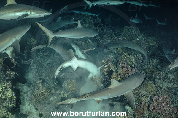 French Polynesia, Tuamotu Archipelago, Fakarava atoll, Pacific ocean, Carcharhinus amblyrhynchos, Carcharhinus, Carcharhinidae, Elasmobranchii, Grey Reef Shark, Shark, Fish, Reef, Night, Feeding
