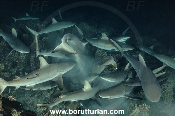 French Polynesia, Tuamotu Archipelago, Fakarava atoll, Pacific ocean, Carcharhinus amblyrhynchos, Carcharhinus, Carcharhinidae, Elasmobranchii, Grey Reef Shark, Shark, Fish, Reef, Night, Feeding