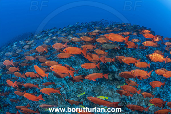 French Polynesia, Tuamotu Archipelago, Fakarava atoll, Pacific ocean, Priacanthus hamrur, Priacanthus, Lunartail Bigeye, Bigeye, Priacanthidae, Fish, Fish school, Reef