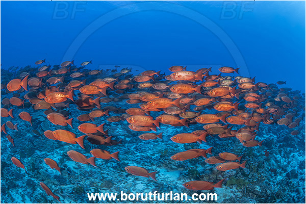 French Polynesia, Tuamotu Archipelago, Fakarava atoll, Pacific ocean, Priacanthus hamrur, Priacanthus, Lunartail Bigeye, Bigeye, Priacanthidae, Fish, Fish school, Reef