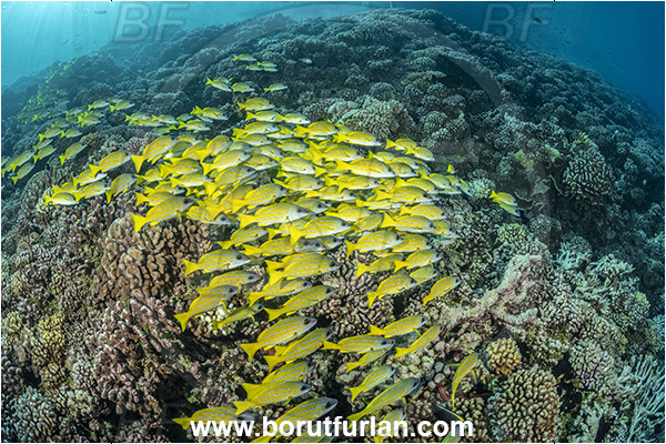 French Polynesia, Tuamotu Archipelago, Fakarava atoll, Pacific ocean, Lutjanus kasmira, Lutjanus, Lutjanidae, Blue-striped snapper, Snapper, Fish, Fish school, Reef