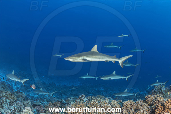 French Polynesia, Tuamotu Archipelago, Fakarava atoll, Pacific ocean, Carcharhinus amblyrhynchos, Carcharhinus, Carcharhinidae, Elasmobranchii, Grey Reef Shark, Shark, Fish, Reef, Fish school, Shark school