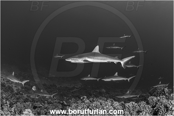 French Polynesia, Tuamotu Archipelago, Fakarava atoll, Pacific ocean, Carcharhinus amblyrhynchos, Carcharhinus, Carcharhinidae, Elasmobranchii, Grey Reef Shark, Shark, Fish, Reef, Fish school, Shark school, Black&white