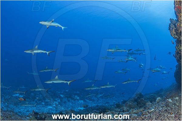 French Polynesia, Tuamotu Archipelago, Fakarava atoll, Pacific ocean, Carcharhinus amblyrhynchos, Carcharhinus, Carcharhinidae, Elasmobranchii, Grey Reef Shark, Shark, Fish, Reef, Fish school, Shark school