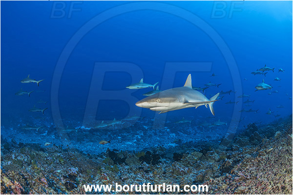 French Polynesia, Tuamotu Archipelago, Fakarava atoll, Pacific ocean, Carcharhinus amblyrhynchos, Carcharhinus, Carcharhinidae, Elasmobranchii, Grey Reef Shark, Shark, Fish, Reef, Fish school, Shark school