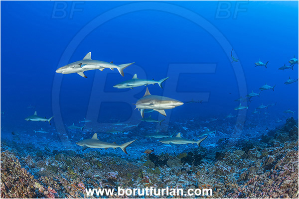 French Polynesia, Tuamotu Archipelago, Fakarava atoll, Pacific ocean, Carcharhinus amblyrhynchos, Carcharhinus, Carcharhinidae, Elasmobranchii, Grey Reef Shark, Shark, Fish, Reef, Fish school, Shark school