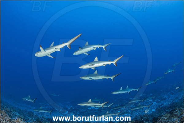 French Polynesia, Tuamotu Archipelago, Fakarava atoll, Pacific ocean, Carcharhinus amblyrhynchos, Carcharhinus, Carcharhinidae, Elasmobranchii, Grey Reef Shark, Shark, Fish, Reef, Fish school, Shark school