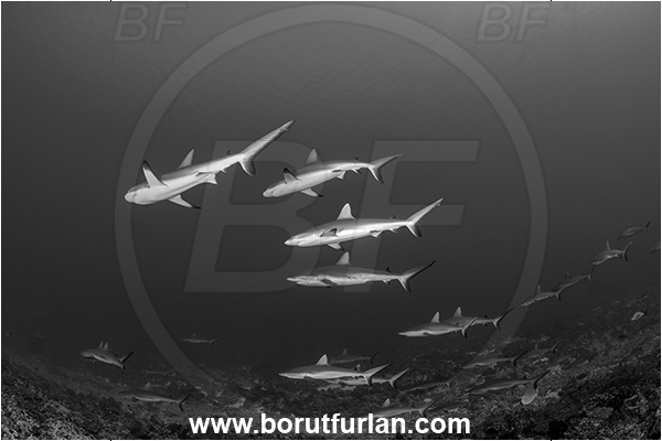 French Polynesia, Tuamotu Archipelago, Fakarava atoll, Pacific ocean, Carcharhinus amblyrhynchos, Carcharhinus, Carcharhinidae, Elasmobranchii, Grey Reef Shark, Shark, Fish, Reef, Fish school, Shark school, Black&white