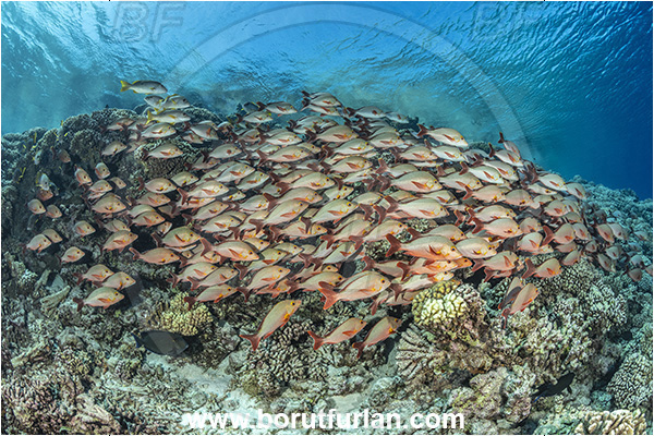 French Polynesia, Tuamotu Archipelago, Fakarava atoll, Pacific ocean, Lutjanus gibbus, Lutjanus, Lutjanidae, Humpback Red Snapper, Snapper, Fish, Fish school, Reef