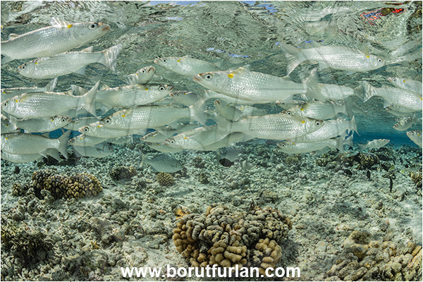 Fakarava atoll, Tuamotu Archipelago, French Polynesia, Pacific ocean, Neomyxus leuciscus, Neomyxus, Mugilidae, Sharpnose mullet, Mullet, Fish, Fish school, Reef