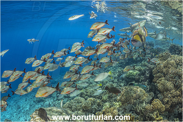 French Polynesia, Tuamotu Archipelago, Fakarava atoll, Pacific ocean, Lutjanus gibbus, Lutjanus, Lutjanidae, Humpback Red Snapper, Snapper, Fish, Fish school, Reef