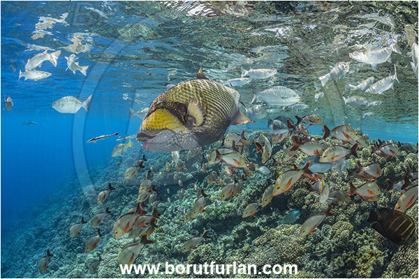 Fakarava atoll, Tuamotu Archipelago, French Polynesia, Pacific ocean, Balistoides viridescens, Balistoides, Balistidae, Titan triggerfish, Triggerfish, Fish, Reef