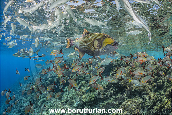 Fakarava atoll, Tuamotu Archipelago, French Polynesia, Pacific ocean, Balistoides viridescens, Balistoides, Balistidae, Titan triggerfish, Triggerfish, Fish, Reef