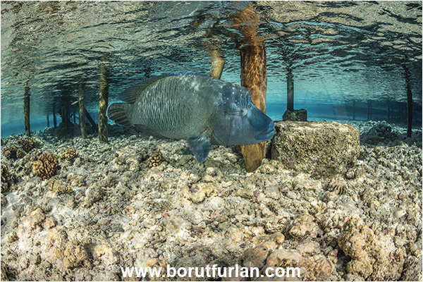 French Polynesia, Tuamotu Archipelago, Fakarava atoll, Pacific ocean, Cheilinus undulatus, Cheilinus, Labridae, Napoleon Wrasse, Humphead wrasse, Wrasse, Fish