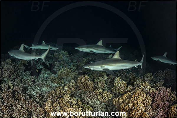 French Polynesia, Tuamotu Archipelago, Fakarava atoll, Pacific ocean, Carcharhinus amblyrhynchos, Carcharhinus, Carcharhinidae, Elasmobranchii, Grey Reef Shark, Shark, Fish, Reef, Night