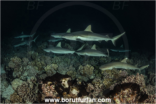 French Polynesia, Tuamotu Archipelago, Fakarava atoll, Pacific ocean, Carcharhinus amblyrhynchos, Carcharhinus, Carcharhinidae, Elasmobranchii, Grey Reef Shark, Shark, Fish, Reef, Night